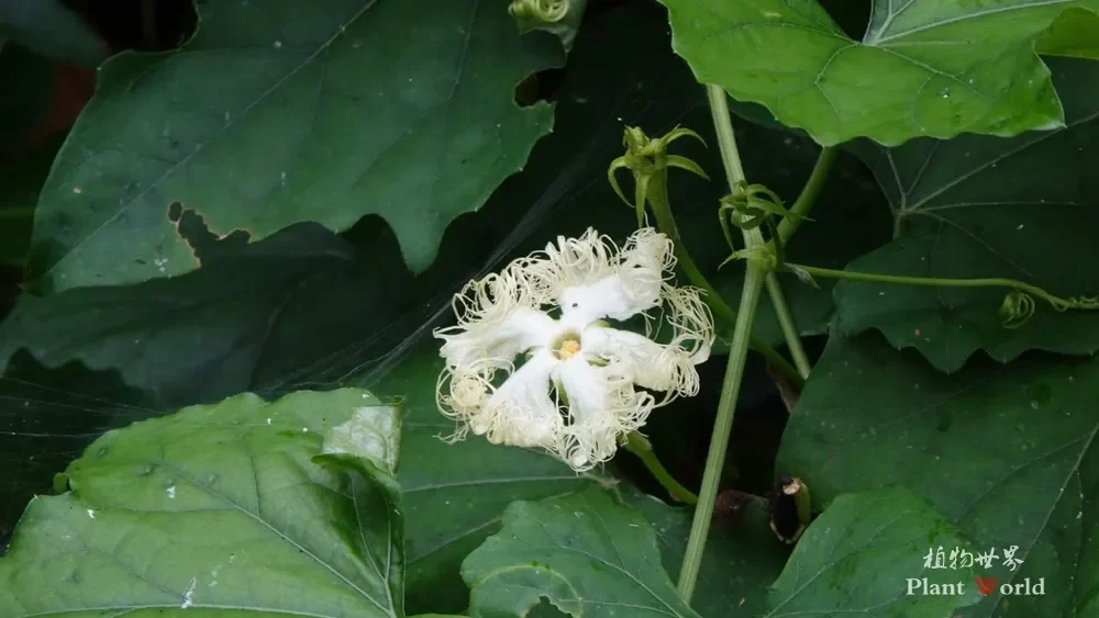 A delicate white fringed flower of the Chinese Snake Gourd (Trichosanthes kirilowii) blooming amidst its green lobed leaves.