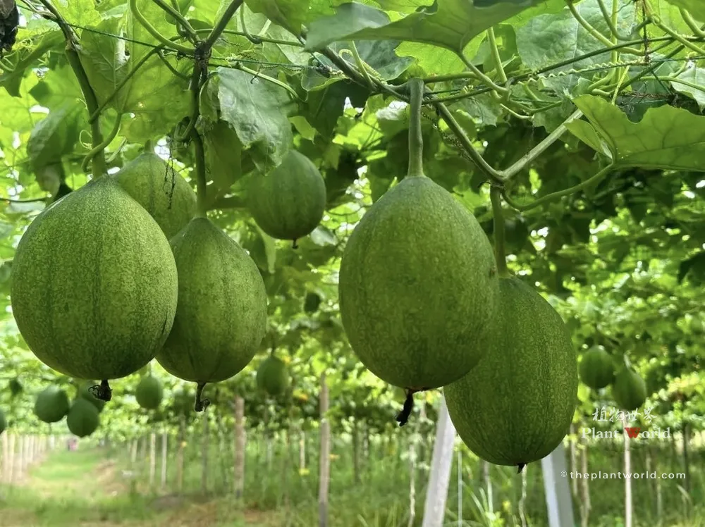 Several unripe green fruits of the Chinese Snake Gourd (Trichosanthes kirilowii) hanging heavily from a lush climbing vine trellis during the summer growth phase.