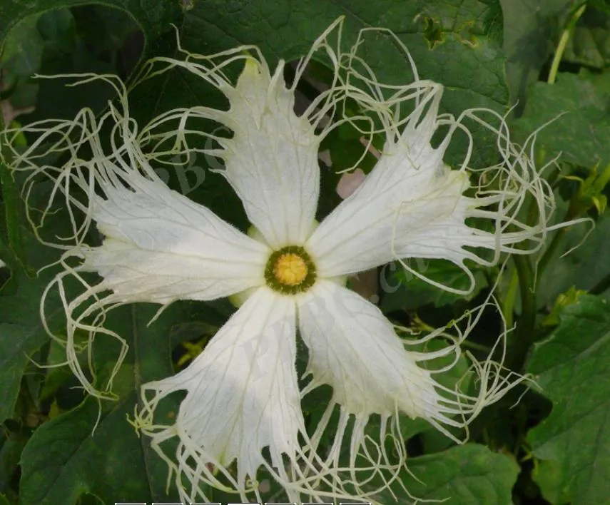 A close-up of a male Chinese Snake Gourd (Trichosanthes kirilowii) flower, showing bright yellow pollen-laden anthers at the center and delicate white fringed lace petals.