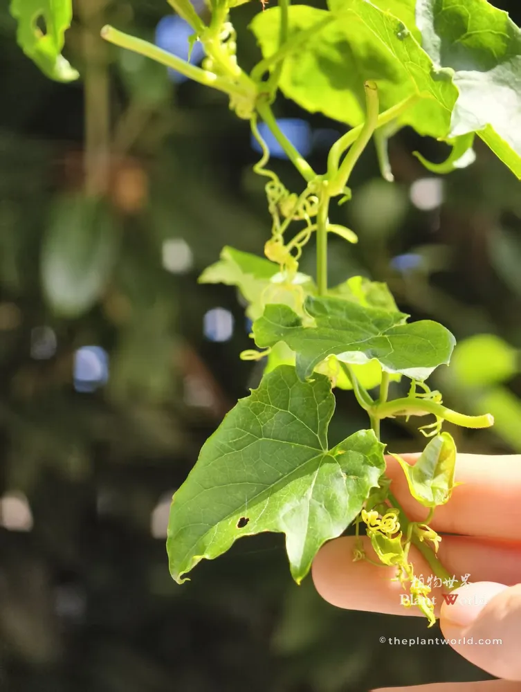 A close-up of the Chinese Snake Gourd (Trichosanthes kirilowii) climbing vine, showcasing its bright green lobed leaves and branched curling tendrils.