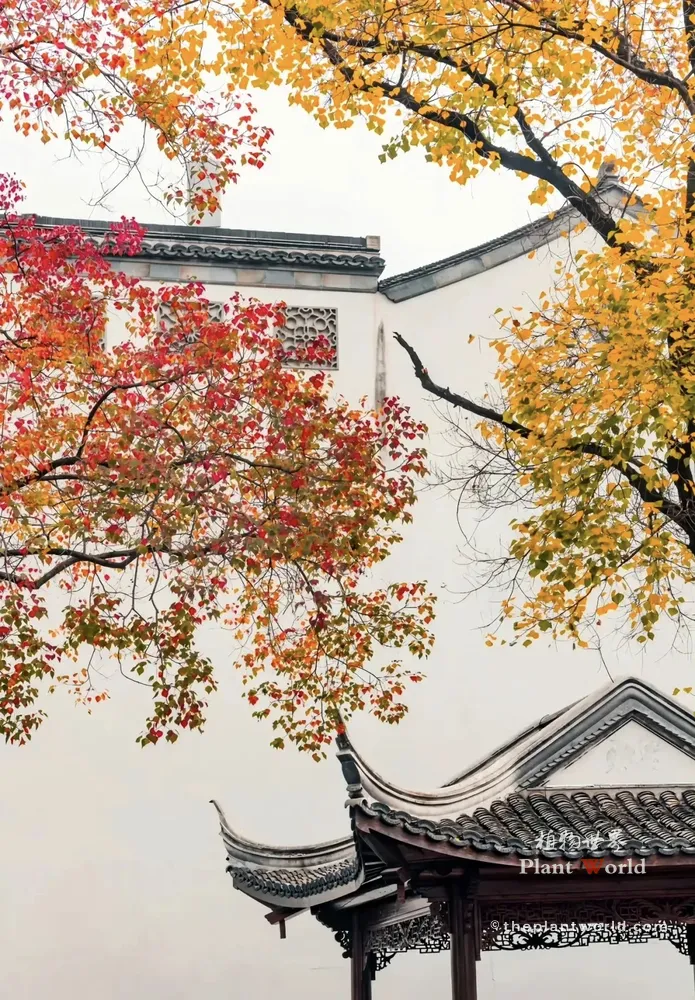 A scenic autumn view showing two Chinese tallow trees flanking a traditional white horse-head wall (Matou wall) and a tiled pavilion. One tree has brilliant red leaves, while the other is covered in bright golden-yellow foliage.