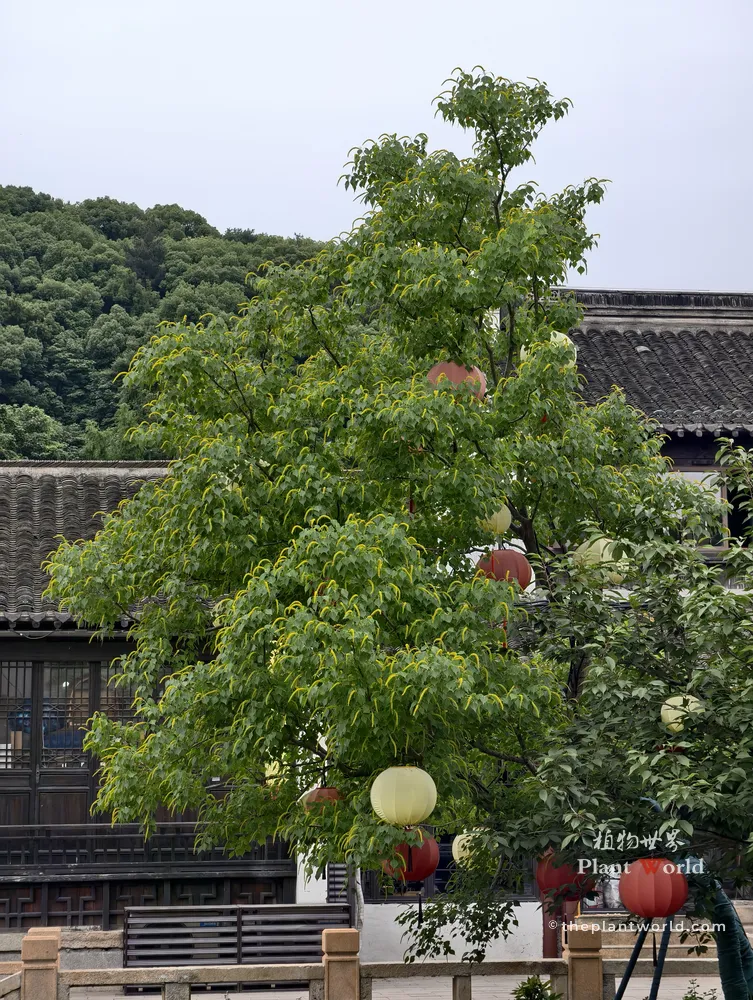 A medium shot of a lush green Chinese tallow tree (Triadica sebifera) blooming in summer, covered with slender yellow-green flower catkins. The tree is integrated into a traditional Chinese courtyard with tiled roofs and decorative hanging lanterns, with a green forested hill in the background.