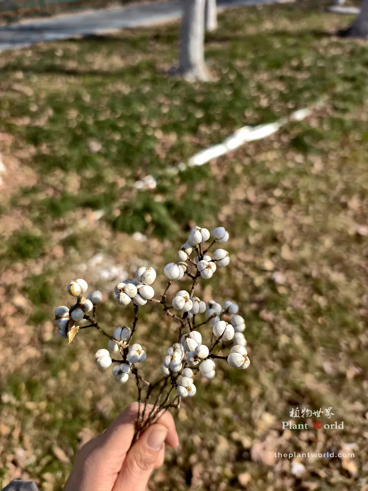 A hand holding a small bouquet of dry Chinese tallow tree branches covered in white seeds, showcasing its use as home vase decor.