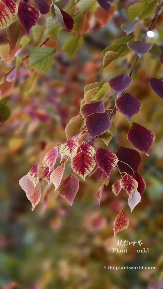 A selective focus shot of a Chinese tallow branch in late autumn. The hanging leaves have turned deep crimson, burgundy, and purple, with some variegated patterns, against a softly blurred colorful background.