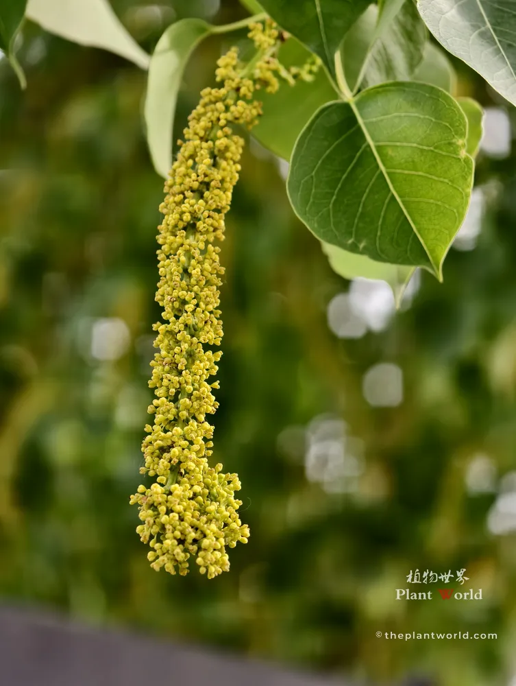 A close-up of a yellowish Chinese tallow tree flower spike hanging next to a distinct diamond-shaped green leaf.