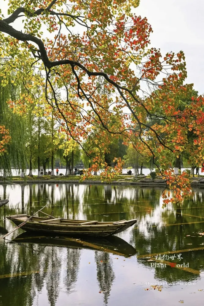 A vibrant vertical photograph capturing a traditional wooden rowboat tied on a peaceful lake. Prominent branches of a Chinese Tallow Tree (*Triadica sebifera*) with colorful green, yellow, and red autumn leaves hang over the boat. The tree line on the opposite bank is reflected in the still water under bright, overcast daylight.