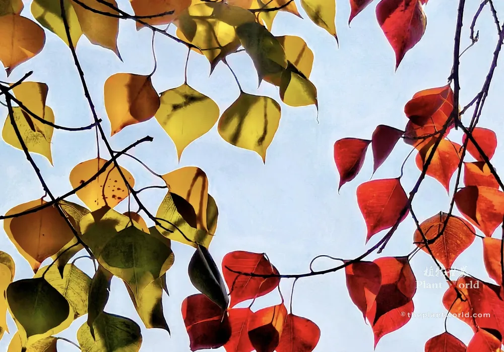 A close-up, backlit shot of Chinese tallow tree leaves in autumn against a pale sky. The heart-shaped or rhombic-ovate leaves with long pointed tips display vibrant translucent shades of ruby red, orange, and bright yellow.