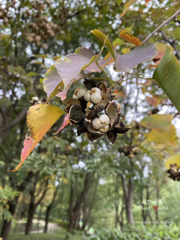 A close-up photograph of open, dark husks revealing the waxy white seeds of a Chinese tallow tree.