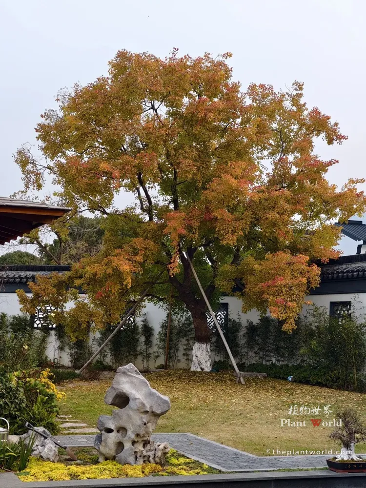 A full view of a transplanted Chinese tallow tree in a modern Chinese garden. The tree has large yellow and orange autumn foliage. Its lower trunk is painted white and is supported by wooden stakes. It is set against a traditional white wall with decorative lattice windows, black-tiled roofs, a large limestone rock, and a path.