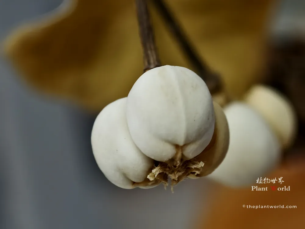 An extreme macro photograph of a Chinese tallow tree seed cluster, showing the fine texture and three-lobed structure of the white, waxy aril in sharp focus against a beautifully blurred warm autumn background.