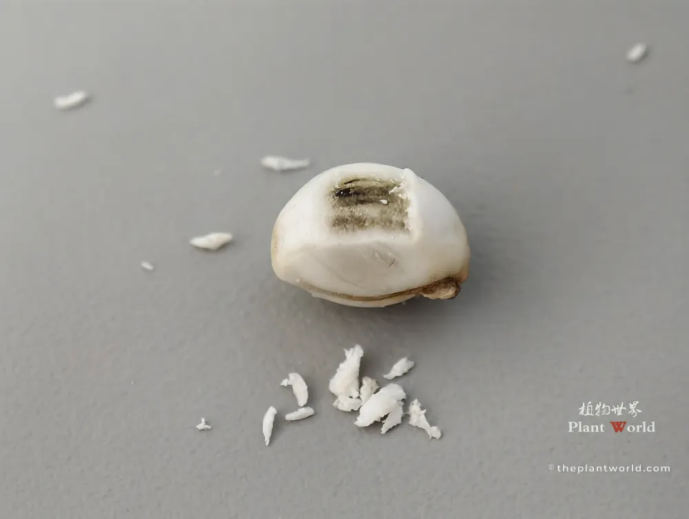A macro close-up photograph of a single Chinese tallow tree seed on a gray background. The thick white, waxy outer layer (aril) has been partially scraped away, revealing the dark brownish-black seed coat underneath, with small white wax shavings scattered around.