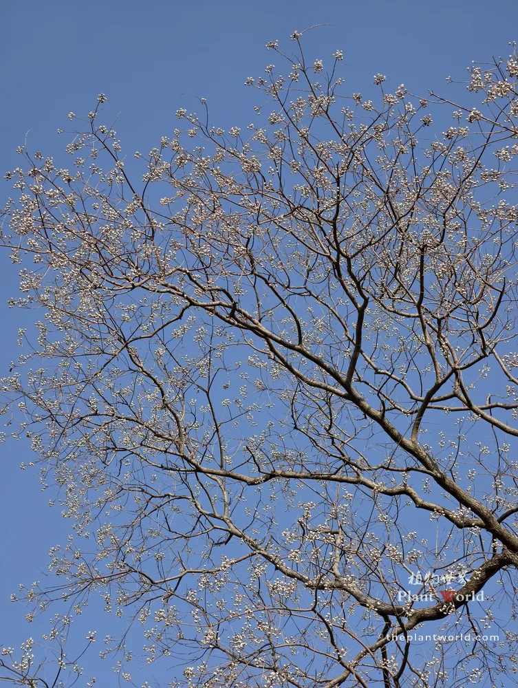 A low-angle shot of a mature Chinese tallow tree (Triadica sebifera) in winter against a clear blue sky, with its leaves completely shed, leaving clusters of distinct white popcorn-like seeds hanging heavily on the bare branches.