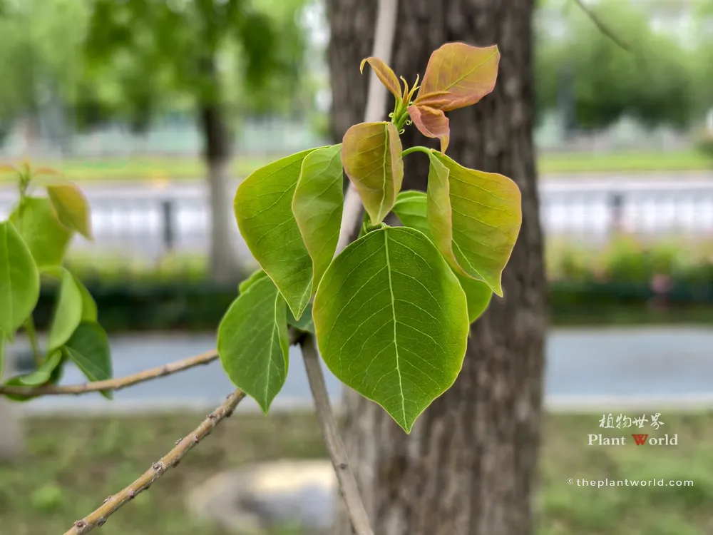 A close-up photograph of young Chinese tallow tree leaves in spring, showing tender green and reddish-orange new growth.