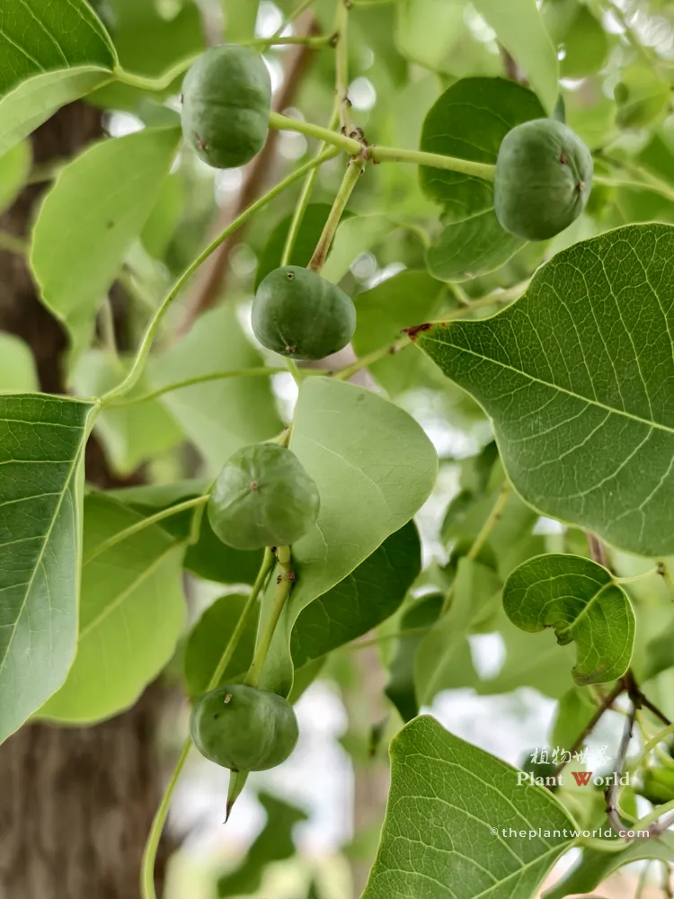 A close-up photograph of several firm, unripe green fruits hanging from a Chinese tallow tree branch.