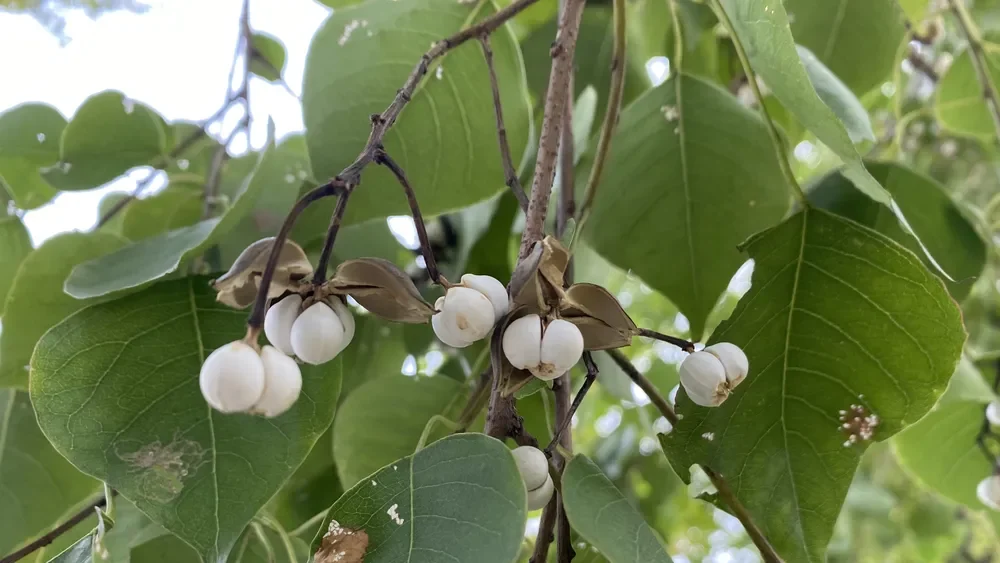 A detailed closeup view of Chinese tallow tree (Triadica sebifera) branches, showing several clusters of bright white, popcorn-like seeds that have burst from their brown, waxy seed pods. The seeds are surrounded by the plant's distinctive rhombic-ovate green leaves.