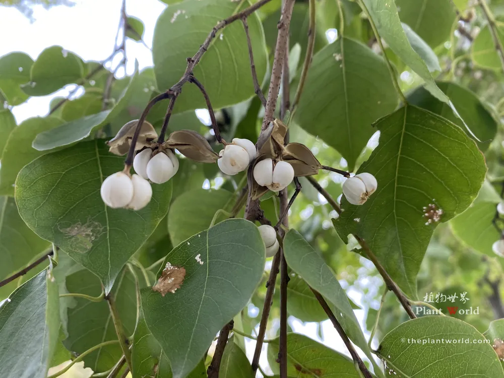A detailed closeup view of Chinese tallow tree (Triadica sebifera) branches, showing several clusters of bright white, popcorn-like seeds that have burst from their brown, waxy seed pods. The seeds are surrounded by the plant's distinctive rhombic-ovate green leaves.
