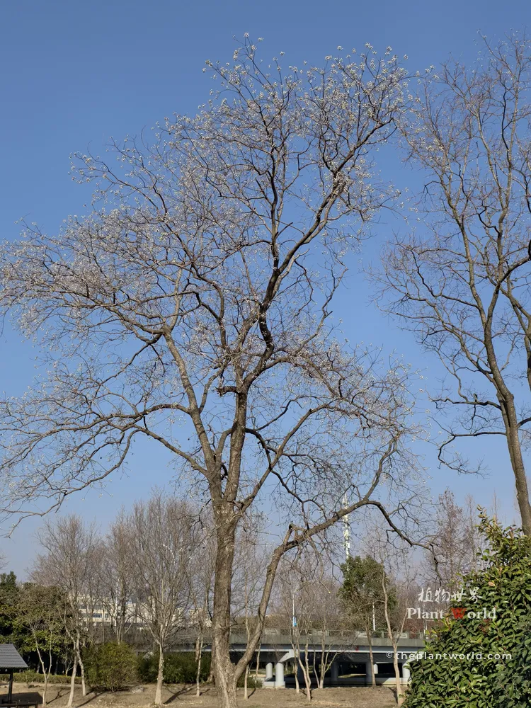 A wide landscape view of a leafless Chinese tallow tree in winter with branches covered in small white seeds against a blue sky.