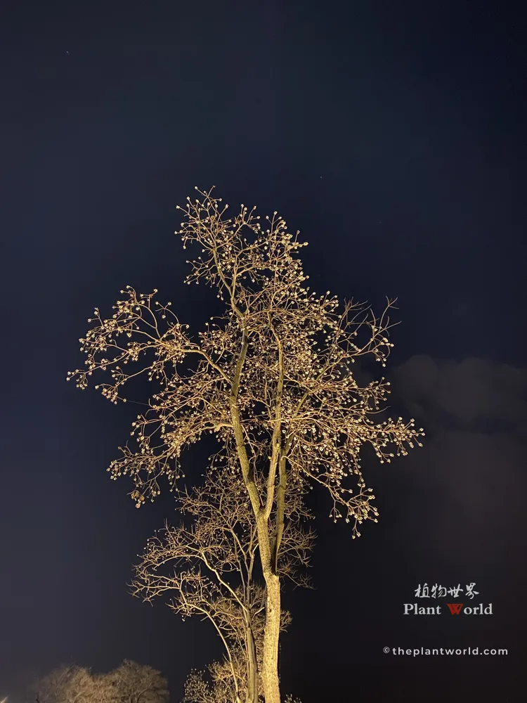 A dramatic night photograph of a full-grown Chinese tallow tree in winter. The bare branches and white seeds are softly illuminated from below by warm ground lights, standing out vividly against a dark, moody night sky with subtle clouds.