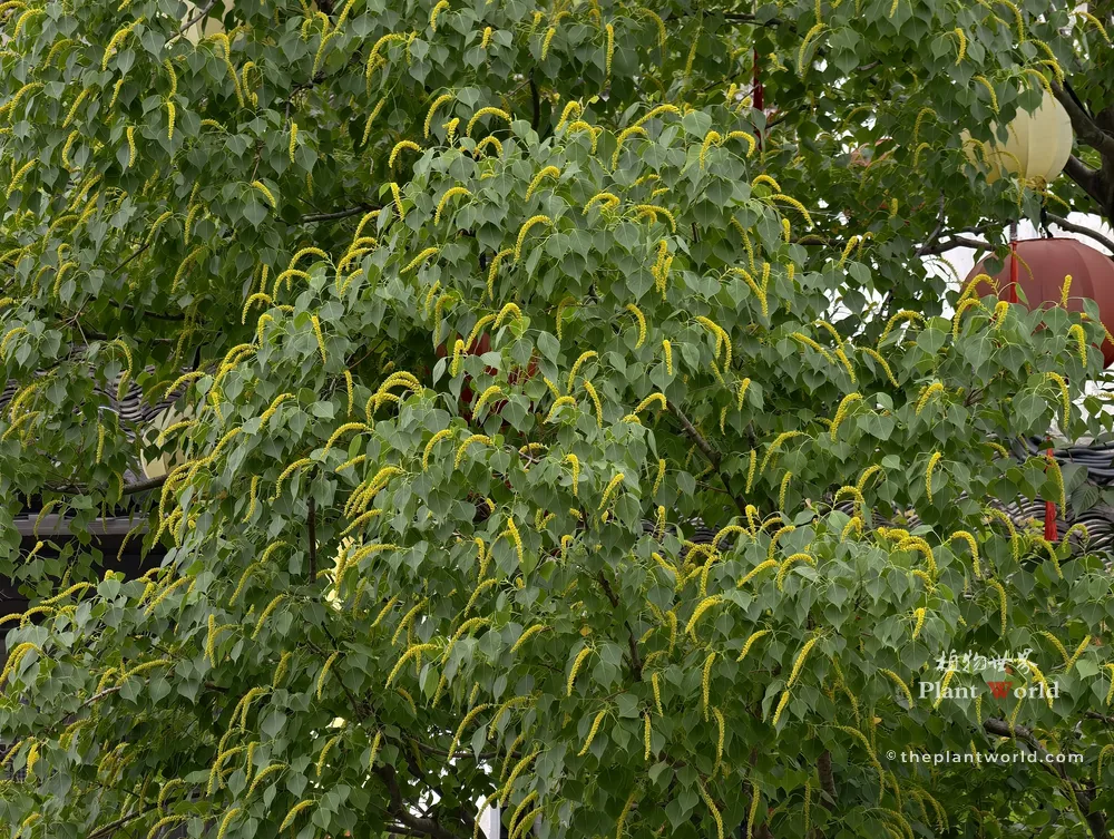 A mid-shot of a Chinese tallow tree canopy covered in yellow drooping flower spikes with traditional lanterns in the background.