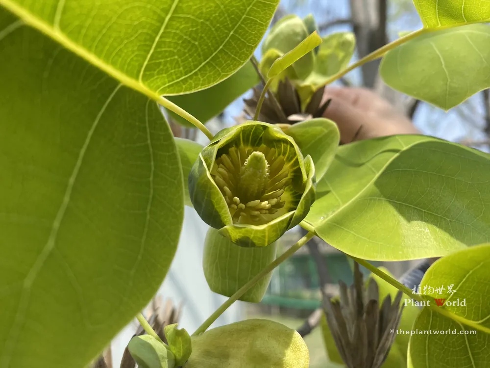 Extreme close-up of a Chinese tulip tree flower interior, showing a tight cluster of emerald-green pistils surrounded by slender golden stamens, with a large green leaf on the left.