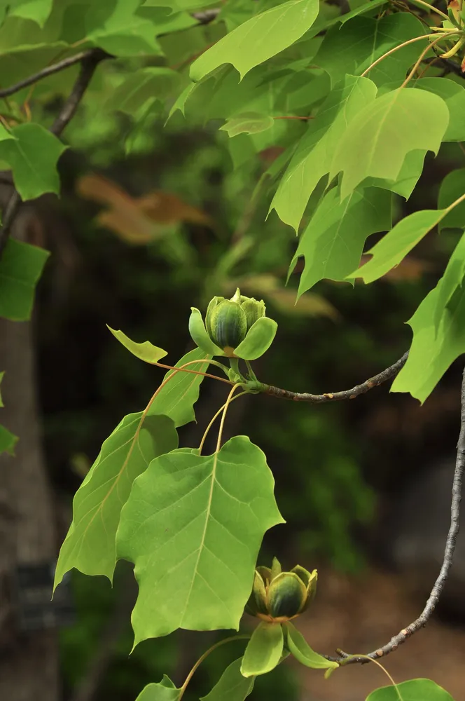 Close-up of a Chinese tulip tree flower with pure pale greenish-yellow petals and deeply lobed saddle-shaped leaves.