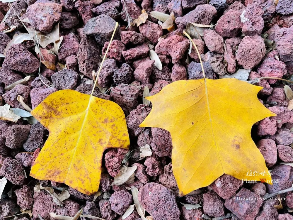 Side-by-side comparison of two yellow autumn leaves on lava rocks: deeply lobed Chinese tulip tree leaf on the left and shallower lobed American tulip poplar leaf on the right.