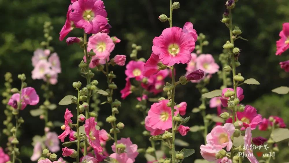 A vibrant botanical photograph of a cluster of bright pink and light pink single hollyhock flowers blooming on tall stalks against a soft green background.
