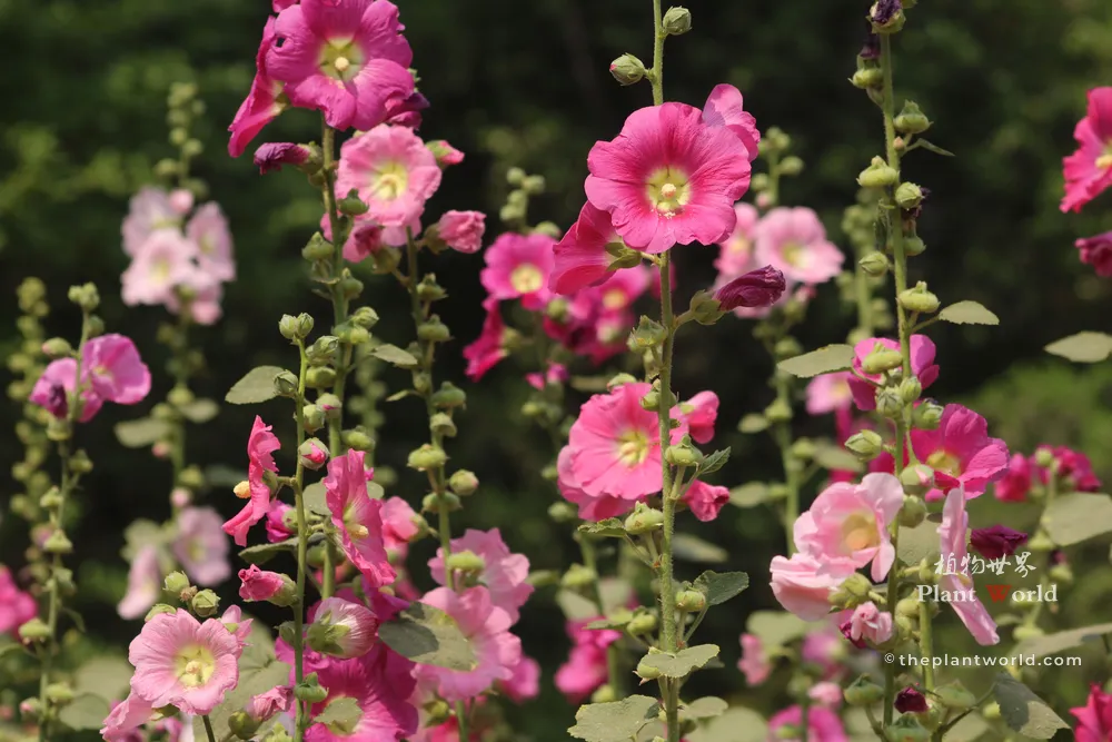 A vibrant botanical photograph of a cluster of bright pink and light pink single hollyhock flowers blooming on tall stalks against a soft green background.