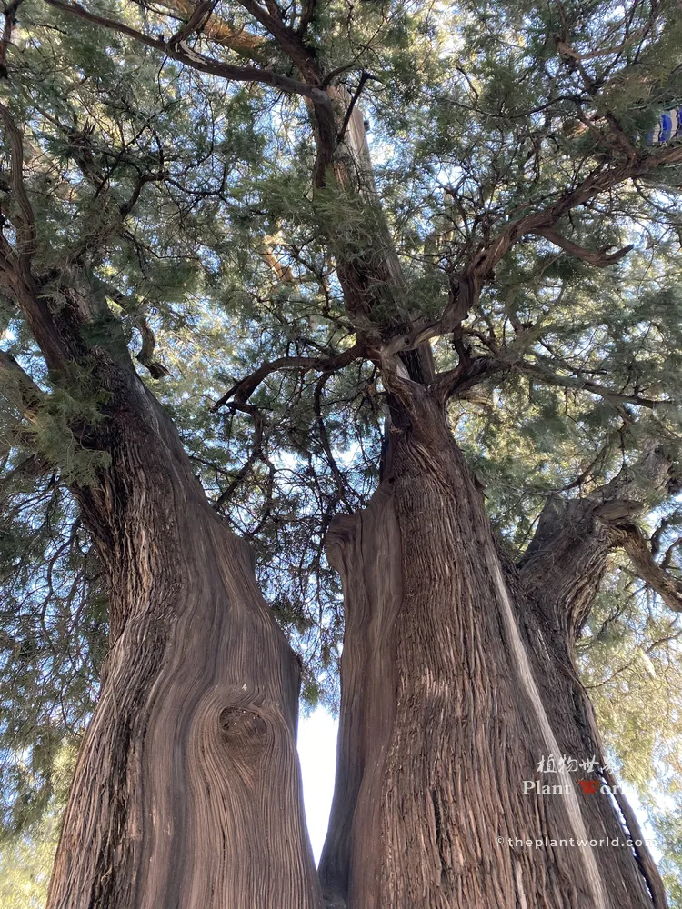 Ancient Chinese Juniper (Juniperus chinensis) upward low-angle shot, time-honored cypress at Confucius Temple in Beijing, ancient sacred evergreen conifer