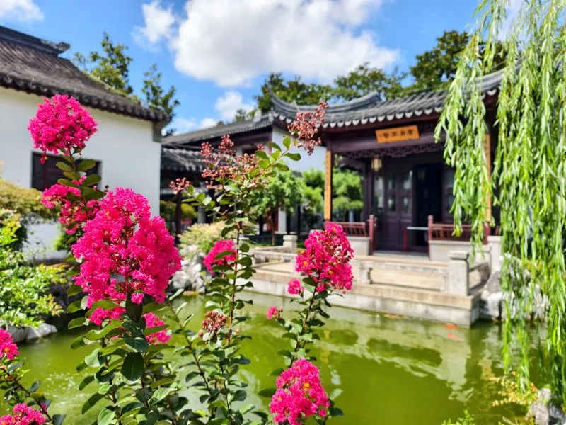 Vibrant pink crepe myrtle flowers blooming in the foreground of a serene Chinese garden pond, with a traditional pavilion and weeping willow branches under a blue sky.