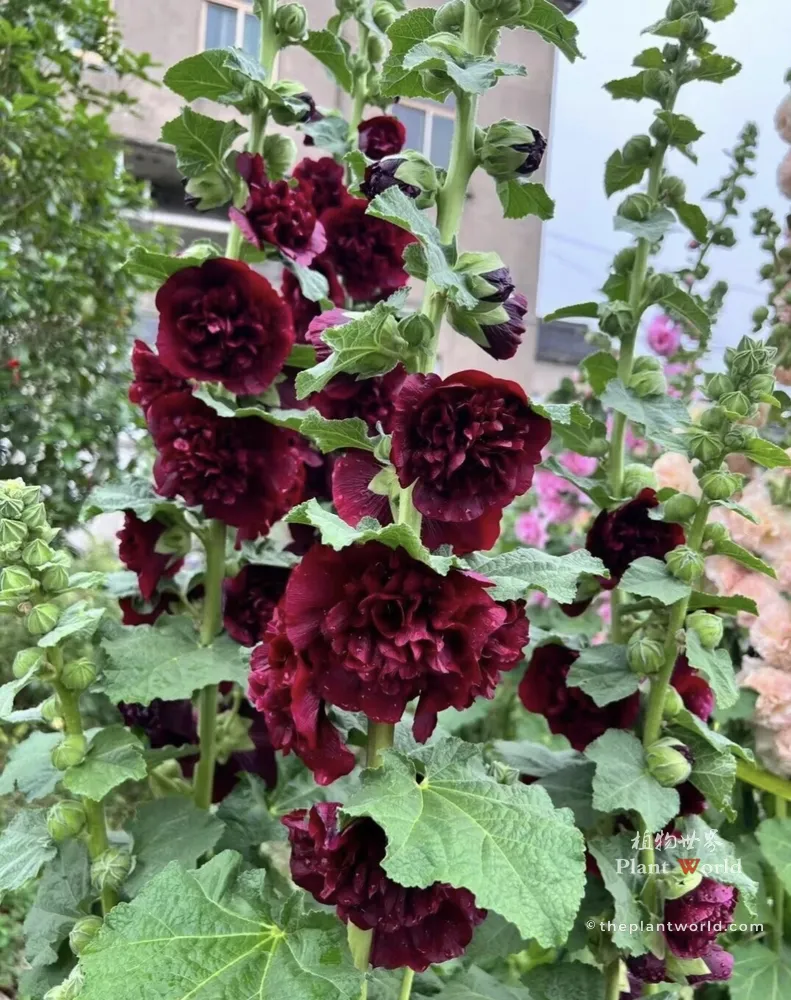 A dense cluster of deep maroon and dark burgundy double hollyhock flowers blooming on stalks with rich velvet-like ruffled petals.