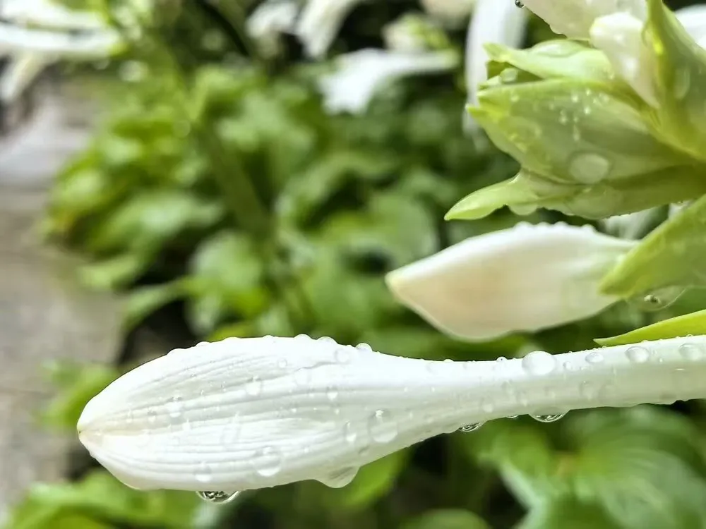 Close-up of fresh, unopened fragrant plantain lily flower buds covered in morning dew, harvested as an edible wild vegetable.