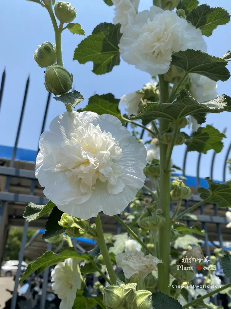 A vibrant botanical photograph capturing a towering stalk of pure white double hollyhock flowers blooming against a clear blue sky, showcasing their delicate, peony-like, ruffled petals.