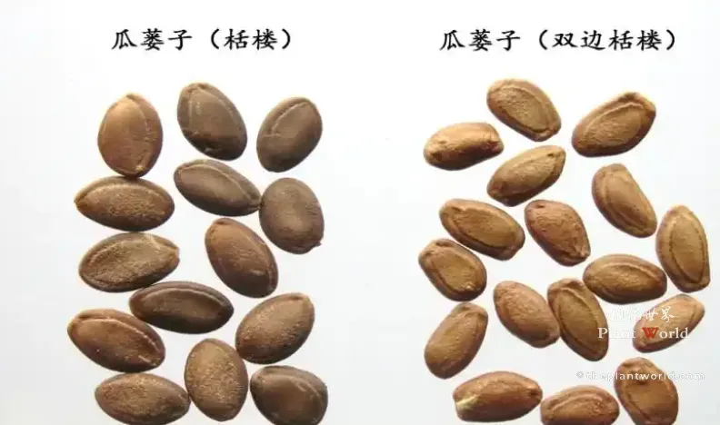 Side-by-side comparison of traditional Gualouzi seeds from Trichosanthes kirilowii on the left and Trichosanthes rosthornii (bilateral snake gourd) on the right.