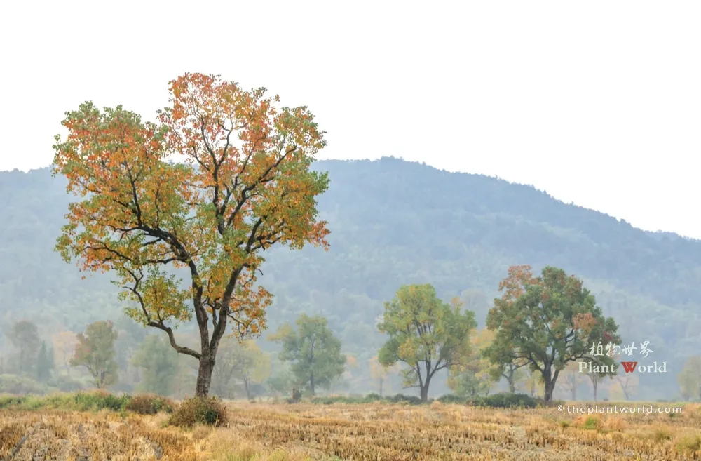 A majestic mature Chinese tallow tree with mixed green, orange, and red leaves stands prominently in the foreground of a rural landscape. The ground is dry grass, with other deciduous trees and a haze-covered mountain in the background. Taken on an overcast day.