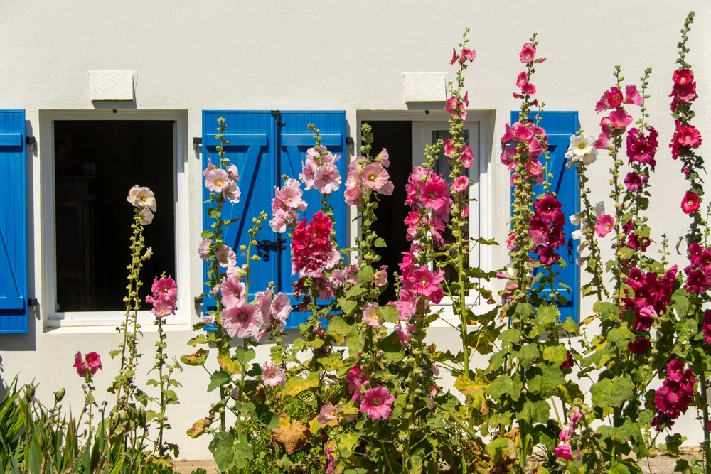 Vibrant pink and white hollyhock stalks blooming beautifully in front of a white cottage wall with bright blue wooden window shutters.