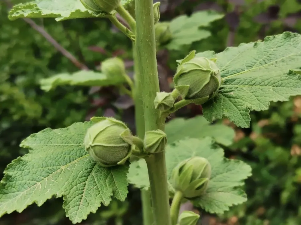 A close-up photograph capturing the central stem of a healthy hollyhock plant with multiple closed flower buds of varying sizes, surrounded by large, textured green leaves, all of which contain rich natural mucilage.