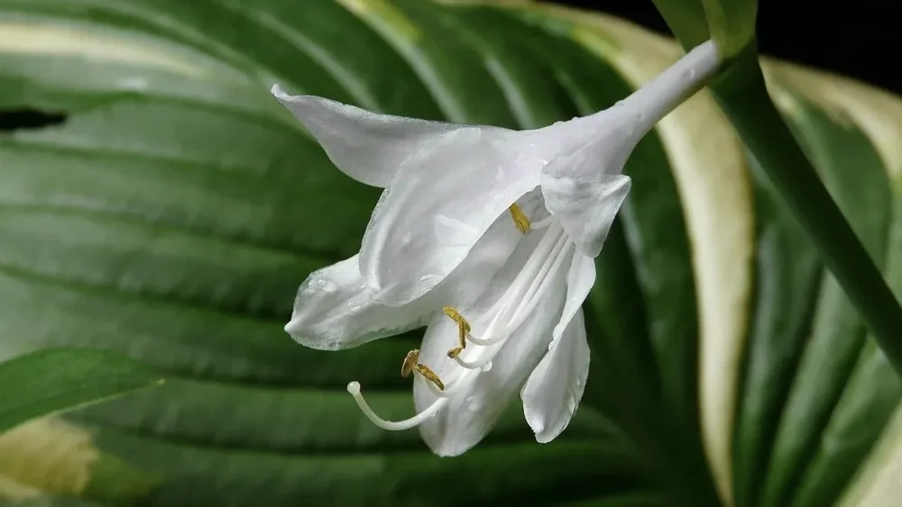 A stunning close-up of a blooming white hosta plant flower with golden stamens against a lush green and cream variegated leaf.