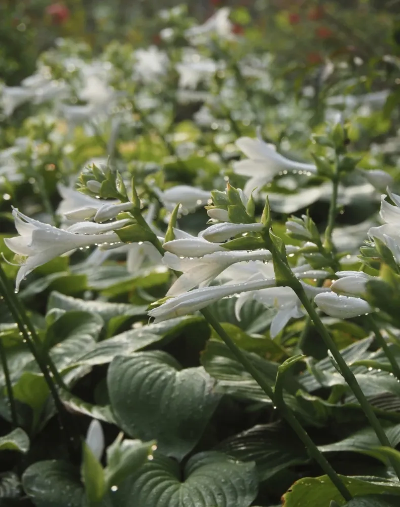 A lush group of white hosta plant flowers with fresh morning dew drops on leaves in a shaded garden.