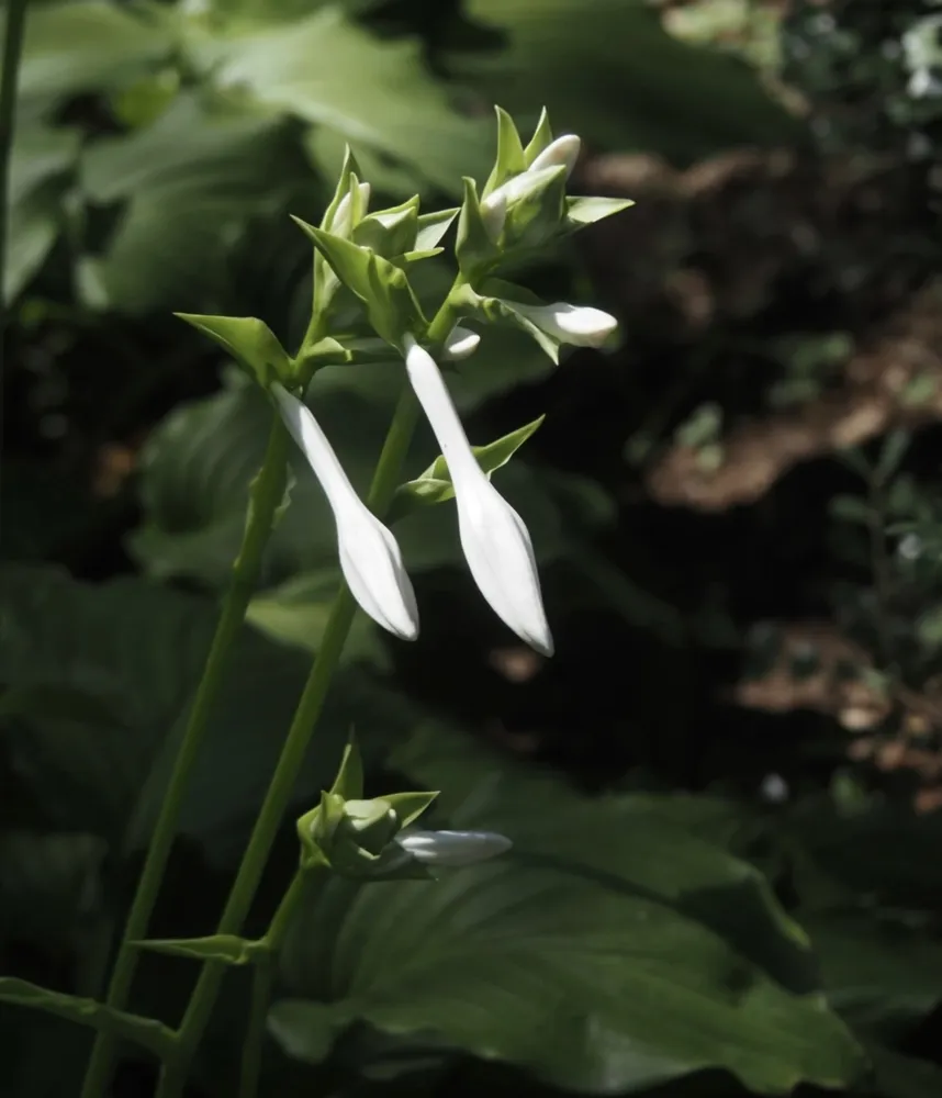 Close-up of elegant, elongated white buds of a hosta plant, resembling traditional Chinese jade hairpins, glowing under shade.