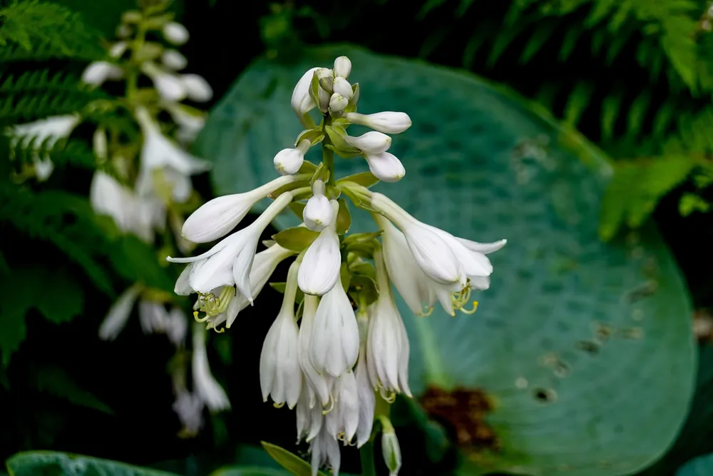 A healthy hosta plant growing beautifully in a shaded garden, showing its lush foliage and white flowers.