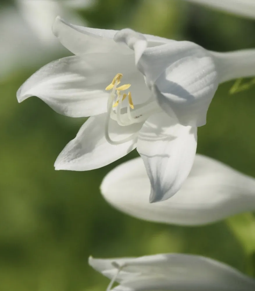 A macro close-up of a blooming white hosta plant flower, showcasing the golden stamens and white petals in details.