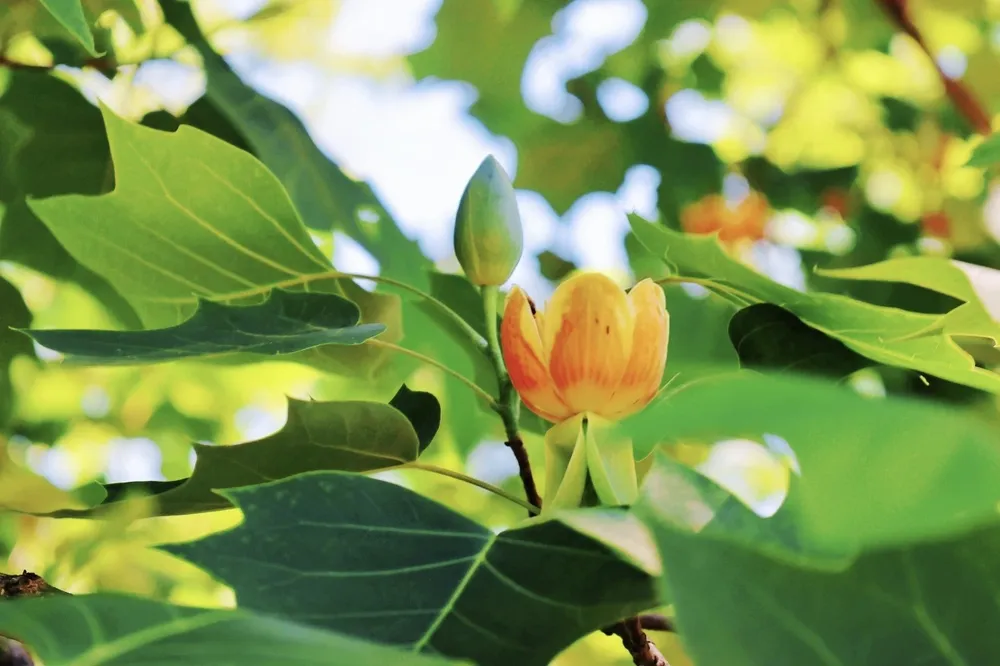A close-up of a blooming hybrid tulip tree flower showing its golden-yellow petals with distinct orange markings, alongside a green bud and characteristic coat-shaped leaves.