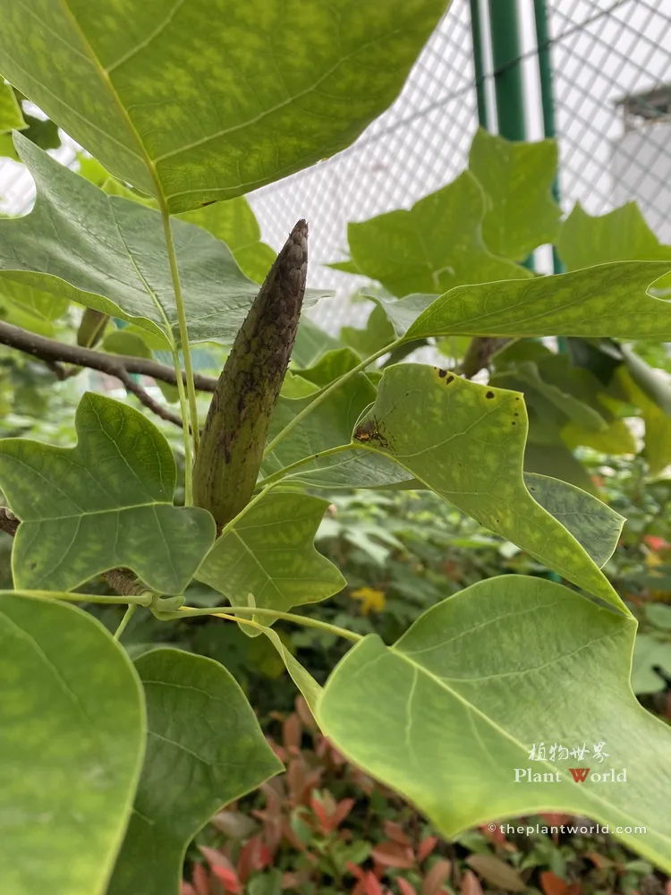 A close-up photograph of a green and brown cone-shaped aggregate fruit of a Chinese Tulip Tree, standing vertically on a branch surrounded by characteristic saddle-shaped leaves, with a wire fence blurred in the background.