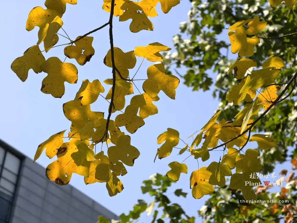A low-angle photograph capturing branches of a Chinese Tulip Tree filled with vibrant, bright yellow saddle-shaped leaves glowing in the sunlight against a clear blue sky, with a building corner visible at the bottom left.