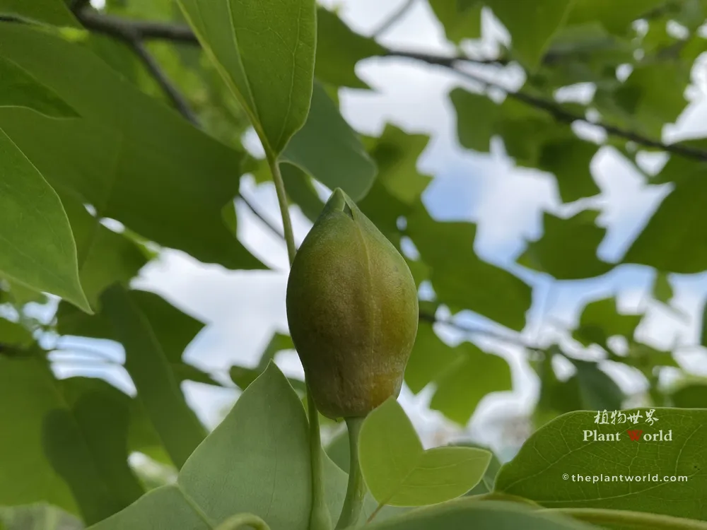 A close-up photograph of a single green and slightly yellowish tulip-shaped flower bud of a Chinese Tulip Tree, hanging from a branch surrounded by lush Mandarin robe leaves against a soft blue sky.