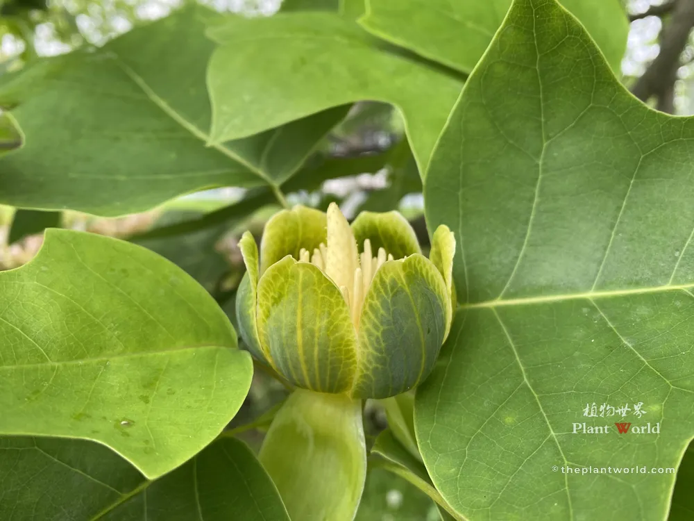 A close-up view looking slightly down into a Chinese Tulip Tree flower, showcasing the central cluster of tightly packed pistils surrounded by stamens, nestled within large saddle-shaped foliage.