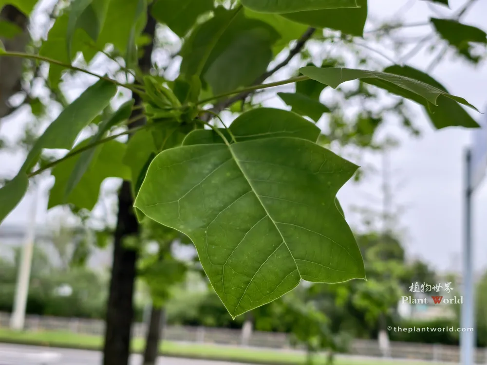 A close-up shot focusing on a large, vibrant green saddle-shaped leaf of a Chinese Tulip Tree, showcasing its deeply indented lobes resembling a traditional Chinese scholar's robe, with a blurred outdoor background.