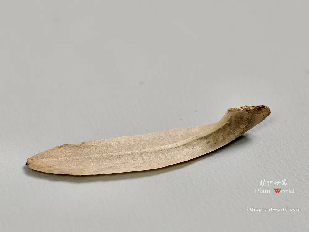 A detailed macro photograph of a single dried, pale brown winged seed (samara) of a Chinese Tulip Tree, lying flat on a smooth light gray surface, showing its elongated shape and central vein.