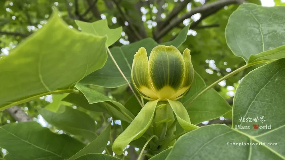 A side close-up of a cup-shaped greenish-yellow flower of a Chinese Tulip Tree, showing three soft green outer tepals curving downward and upright inner petals, surrounded by large green leaves.